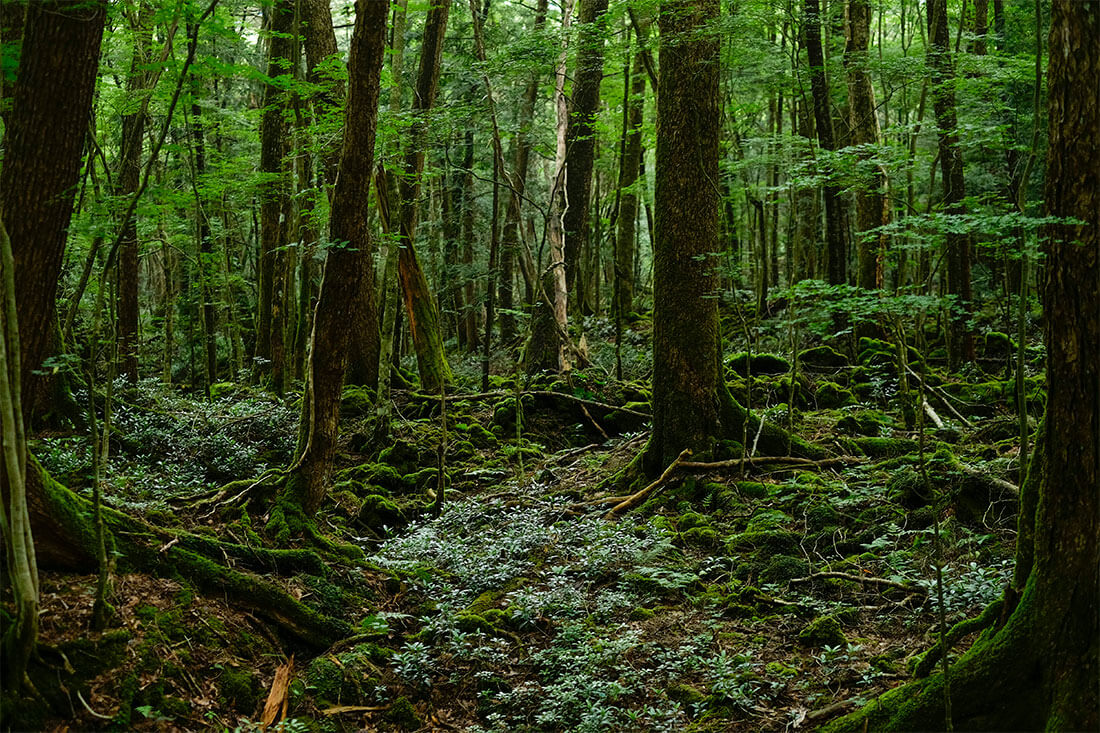 Aokigahara Jukai